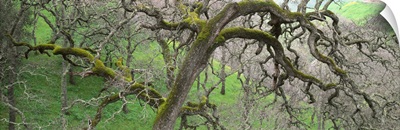 California, Black oak tree in the tropical forest