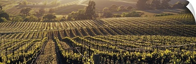 California, Careros Valley, Aerial view of rows crop in a vineyard
