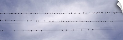 California, Flock of birds sitting on power line