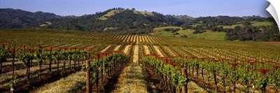 California, Geyserville, vineyard