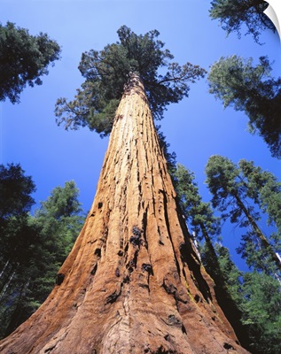 California, Giant sequoia