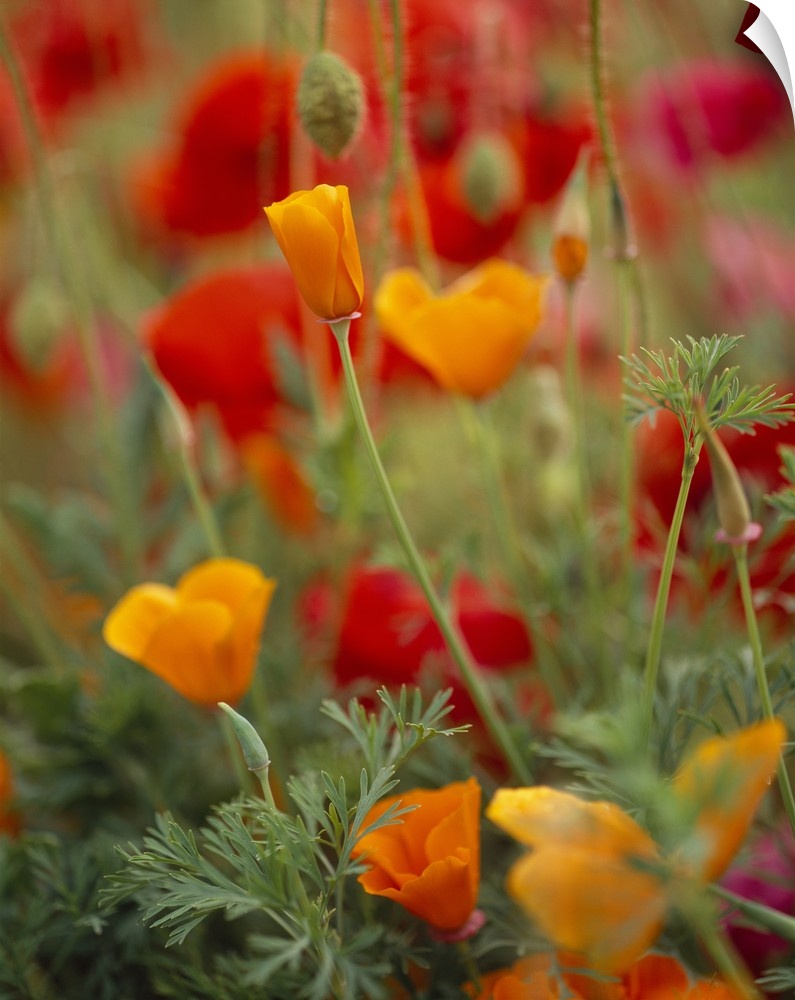 Photograph of a variety of Poppies in blooming in a meadow on Fidalgo Island in Washington.