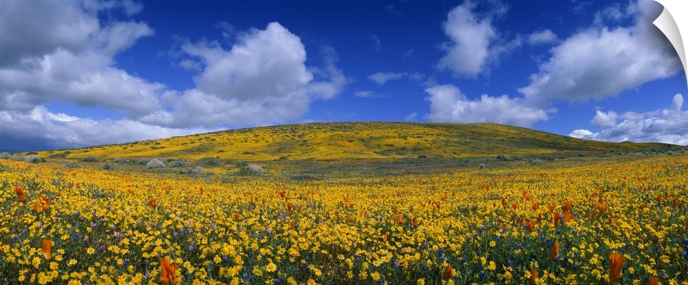 California Golden poppies Eschscholzia californica blooming Antelope Valley California Poppy Reserve Antelope Valley Calif...