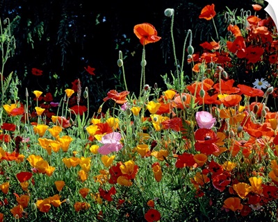 California Golden Poppies (Eschscholzia californica) with Iceland Poppies (Papaver nudicaule) and Corn Poppies (Papaver rhoeas) in a field, Fidalgo Island, Washington State