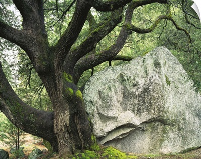 California, Granite boulder, Canyon oak