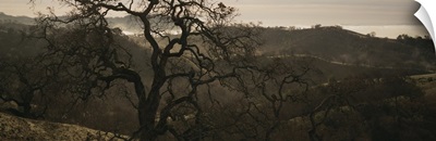 California, Henry W Coe State Park, Oak tree on a hill