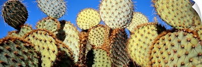 California, Joshua Tree National Park, Close-up of Prickly Pear Cactus