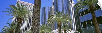 California, Los Angeles, Low angle view of high rise buildings and palm trees