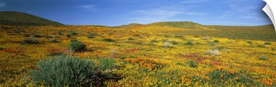 California, Mojave Desert, Antelope Valley, View of blossoms in a Poppy Reserve