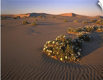 California, Mojave Desert, Dune primrose