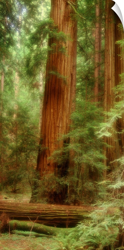 Big, vertical photograph of a large redwood tree in Muir Woods of California, surrounded by lush green foliage and other r...