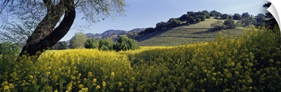 California, Napa Valley, Mustard flowers in a field