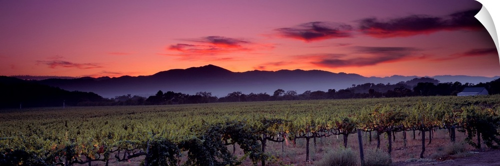 Panoramic photograph of a vineyard with mountains and a sunset in the background.