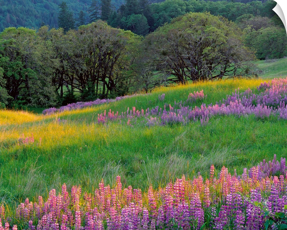 Horizontal, large photograph of a grassy filed full of lupine flowers and oak trees.  A tree covered hillside sits in the ...
