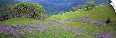 California, Oregon, Hills with lupine and oak