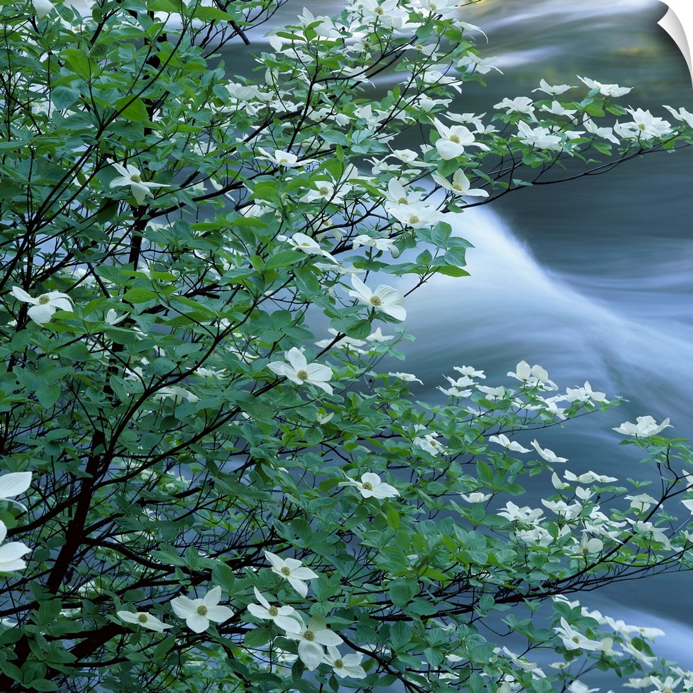 Square photo of dogwood blossoms with water rushing in the background.