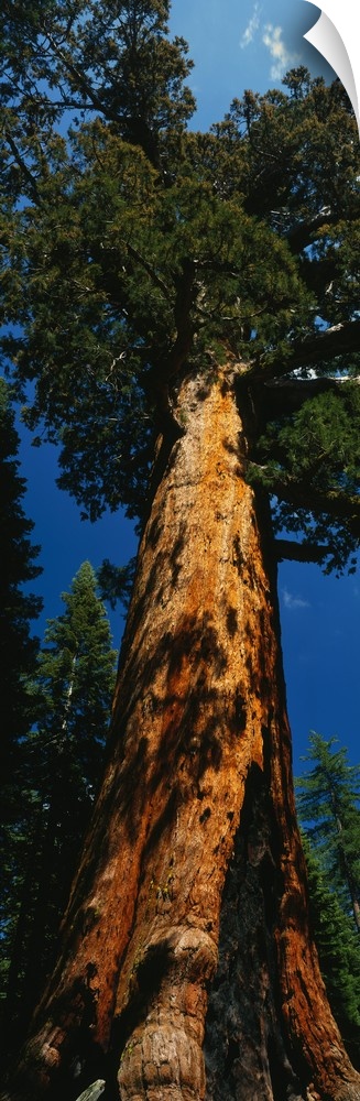 Vertical photograph on a giant wall hanging of Grizzly Giant, the large redwood sequoia in Yosemite National Park, Califor...