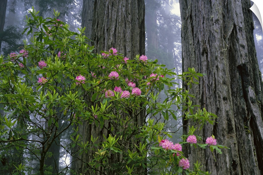 The trunks of redwood trees are photographed with a small bush of pink flowers just in front of them.