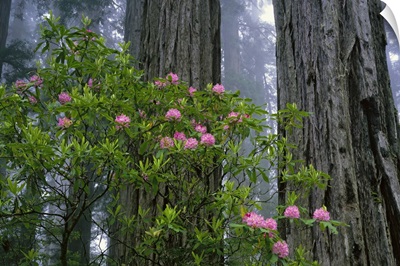 California, Redwood trees and rhododendron