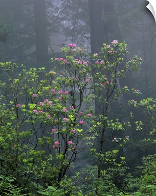 California, Redwood trees, Rhododendron flowers in the forest