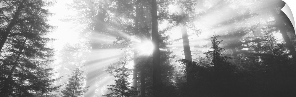 Black-and-white panoramic photo of sunlight shining through the trees in the Redwood forest in California.