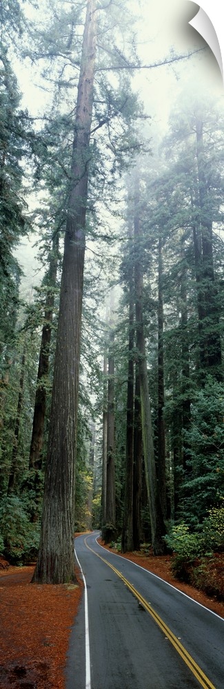 California, Redwoods Park, road