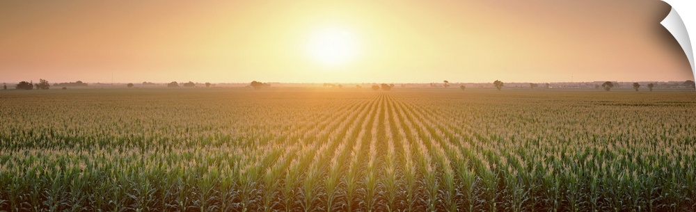 A panoramic photograph of farmland filled with corn growing in straight rows.