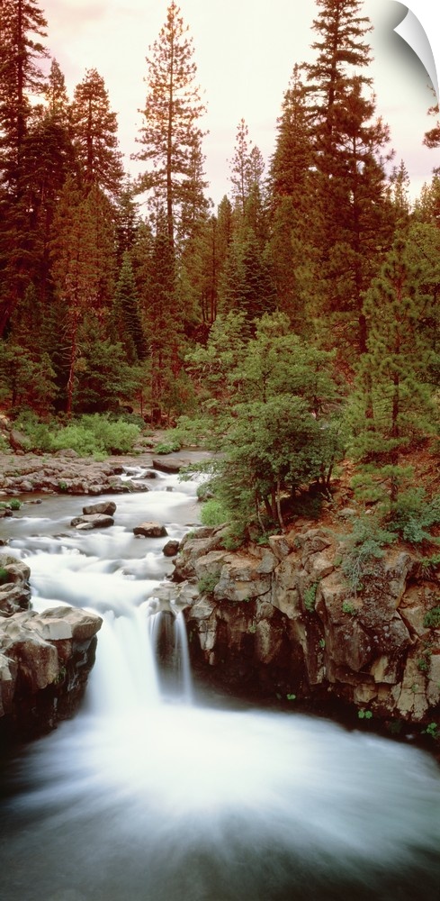 Giant vertical photograph of a small waterfall at the edge of a rocky river, surrounded by a dense forest landscape in Cal...