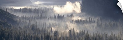 California, Yosemite National Park, Fog over the forest