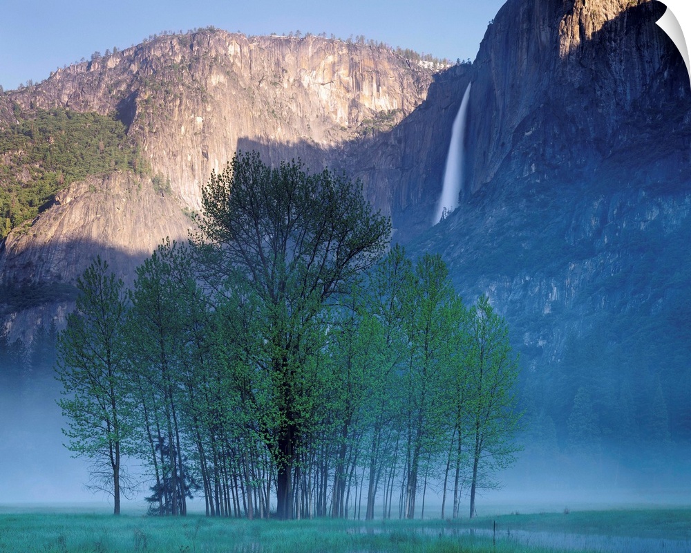 Big photograph taken within a famous wilderness area in the Western United States focuses on a group of thin trees standin...