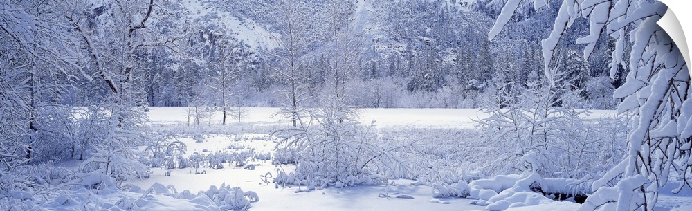 Panoramic photograph taken of snow covered land and trees inside a national park.