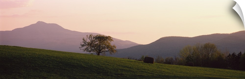 Panoramic picture of a lone tree standing in the middle of a rolling hill field at the base of New England mountains.