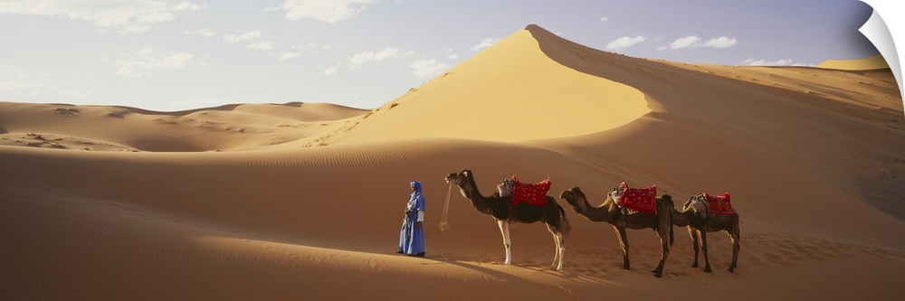 Camels in Desert Morocco Africa