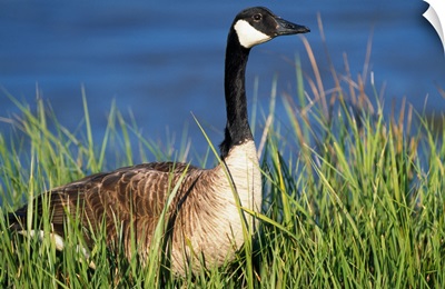 Canada Goose (Branta Canadensis) In Tall Grass