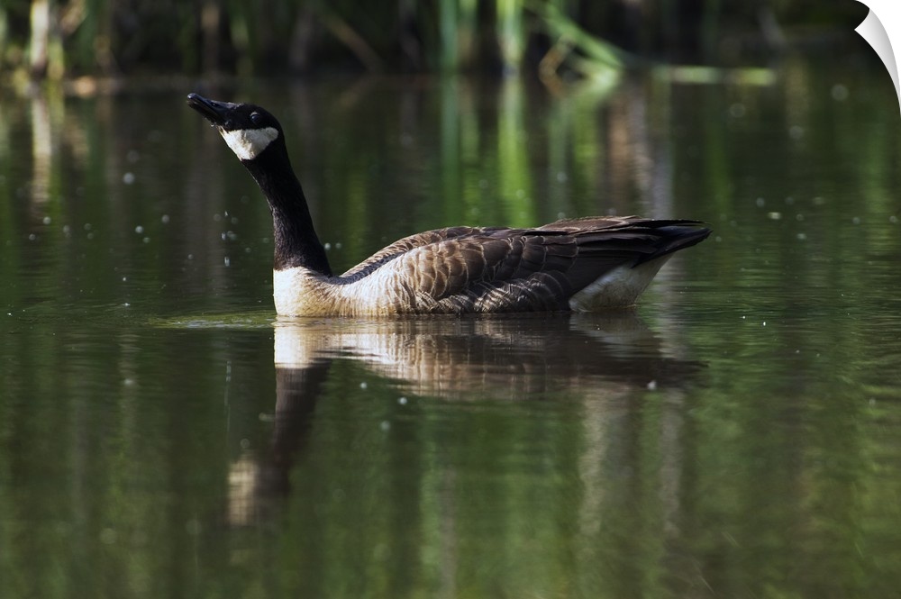 Canada goose floating in pond, water reflection.