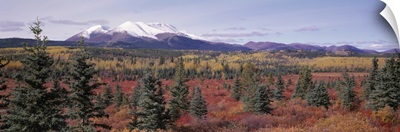 Canada, Yukon Territory, View of pines trees in a valley