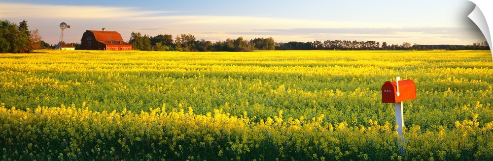 Panoramic photograph of a golden canola field with a mailbox in the foreground, a barn, windmill and tree line on the dist...