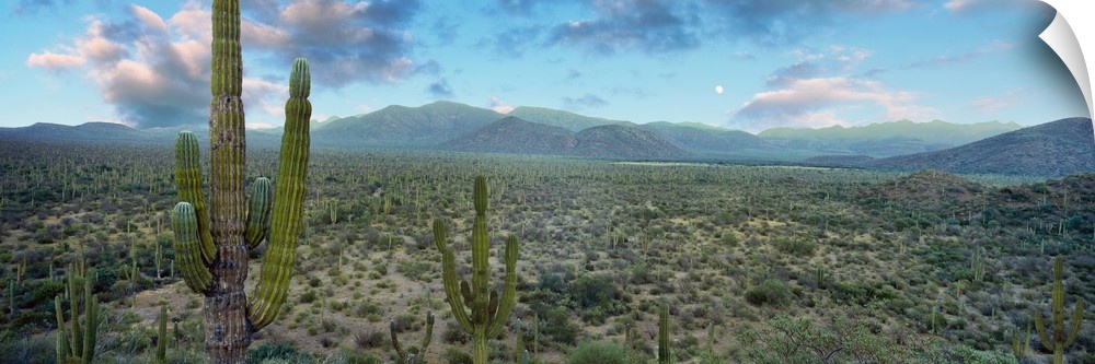 Cardon cactus in Forest just north of Mulege, Baja California Sur, Mexico.