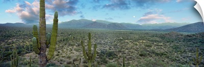 Cardon cactus in Forest just north of Mulege, Baja California Sur, Mexico