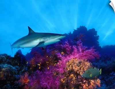 Caribbean Reef shark (Carcharhinus perezi) and Soft corals in the ocean