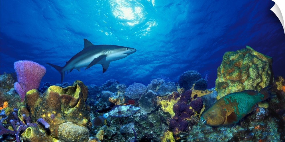 Panoramic photograph of underwater sea life including colorful coral reef and fish.