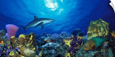 Caribbean Reef shark (Carcharhinus perezi) Rainbow Parrotfish (Scarus guacamaia) in the sea