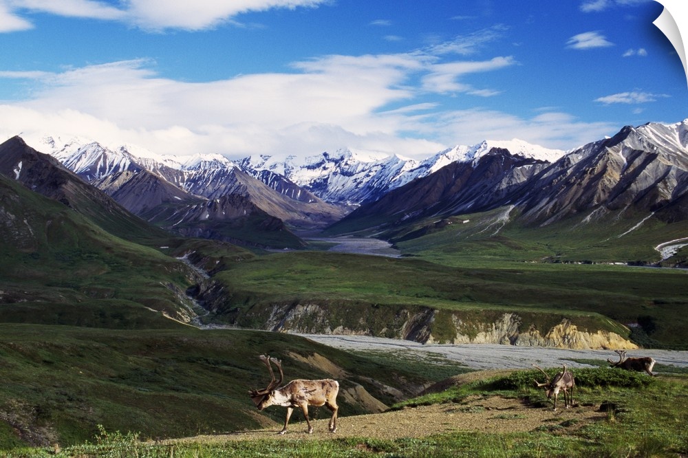 Mountainous terrain lines the back of this photograph with caribou walking in the forefront and vast land in between.