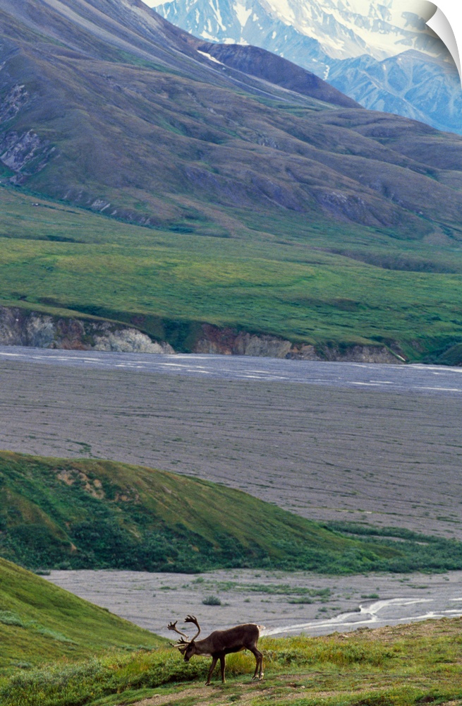 Caribou (Rangifer caribou) on arctic tundra, Denali National Park, Alaska