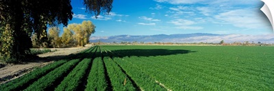 Carrot Field Indio Coachella Valley CA