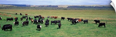 Cattle Graze near Melbourne Victoria Australia