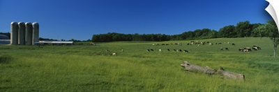 Cattle grazing in a field with silos in the background, Kent County, Michigan