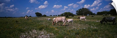 Cattle grazing in the field, Texas Longhorn cattle, Y.O. Ranch, Texas
