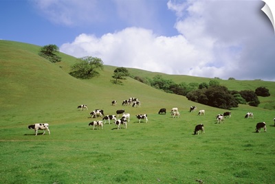 Cattle grazing on a field, Novato, Marin County, California