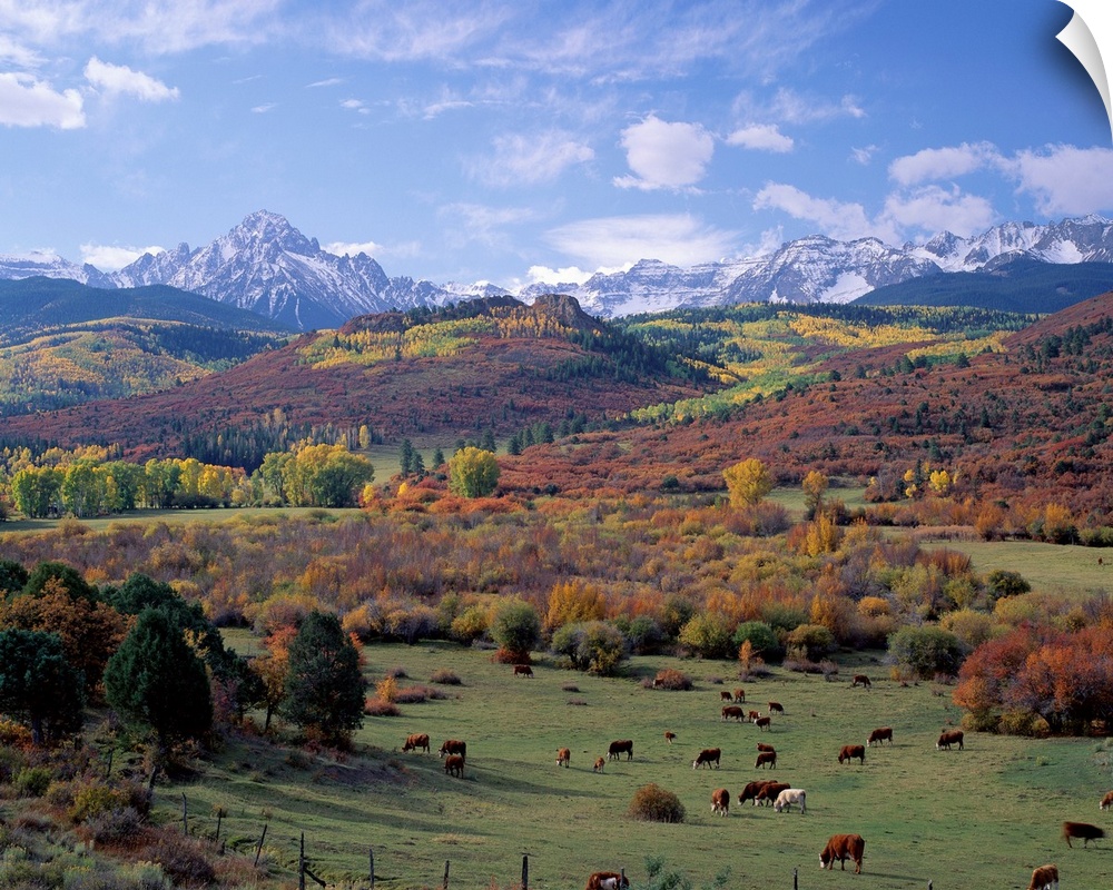 Amazing landscape photograph of farmland, forest, and snowcapped mountains in the Rockies.